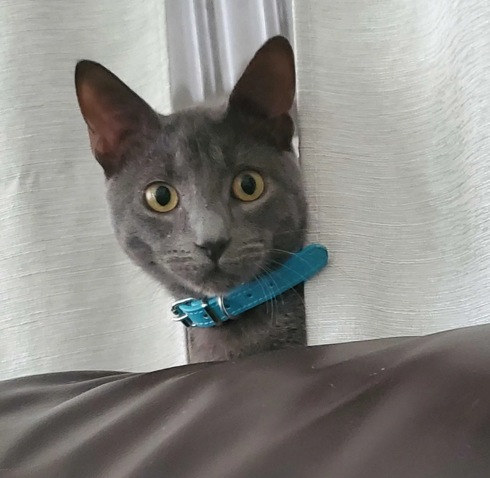 Lost cat in Tampa, FL, 33611