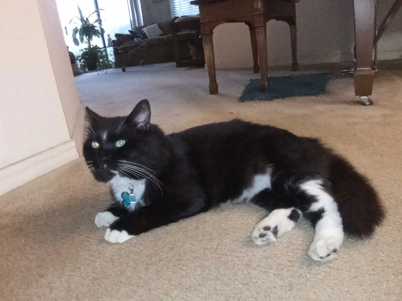 Lost cat in Orange Park, FL, 32073