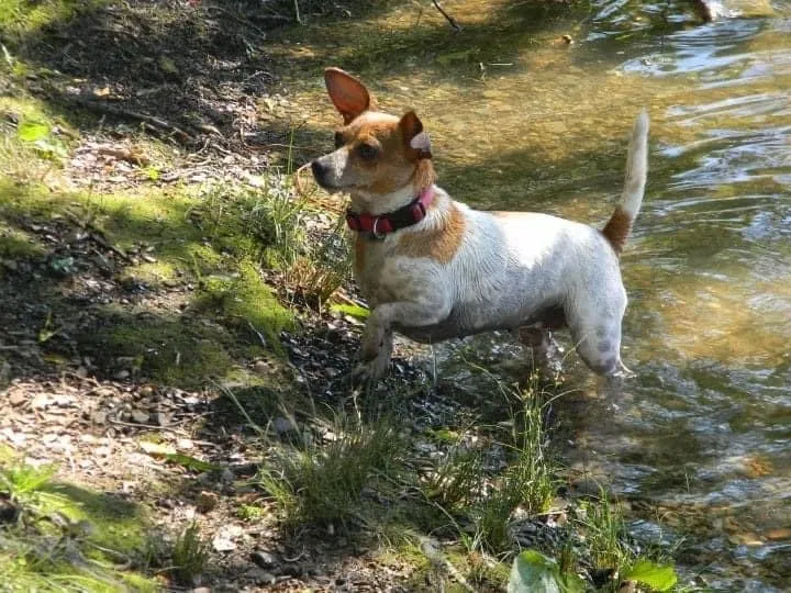 Lost dog in West Blocton, AL, 35184