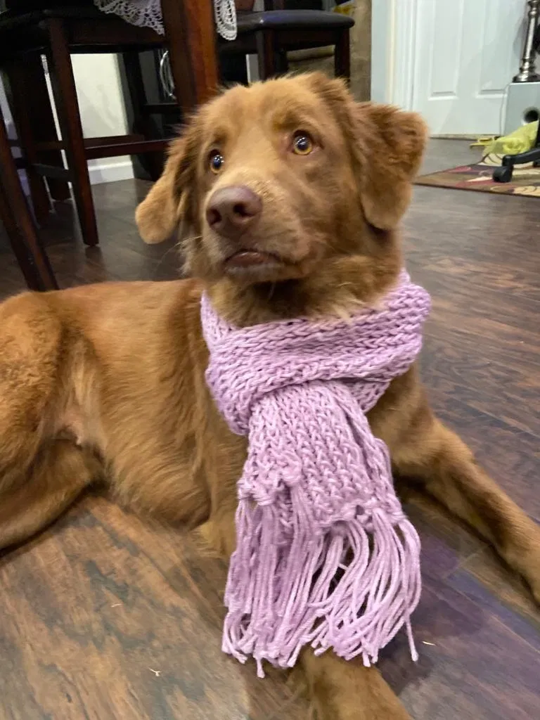 Lost dog in San Diego, CA, 92114