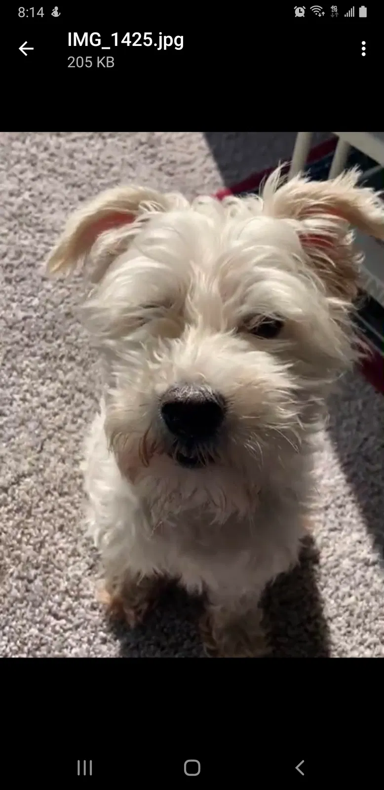 Lost dog in Greensboro, NC, 27405
