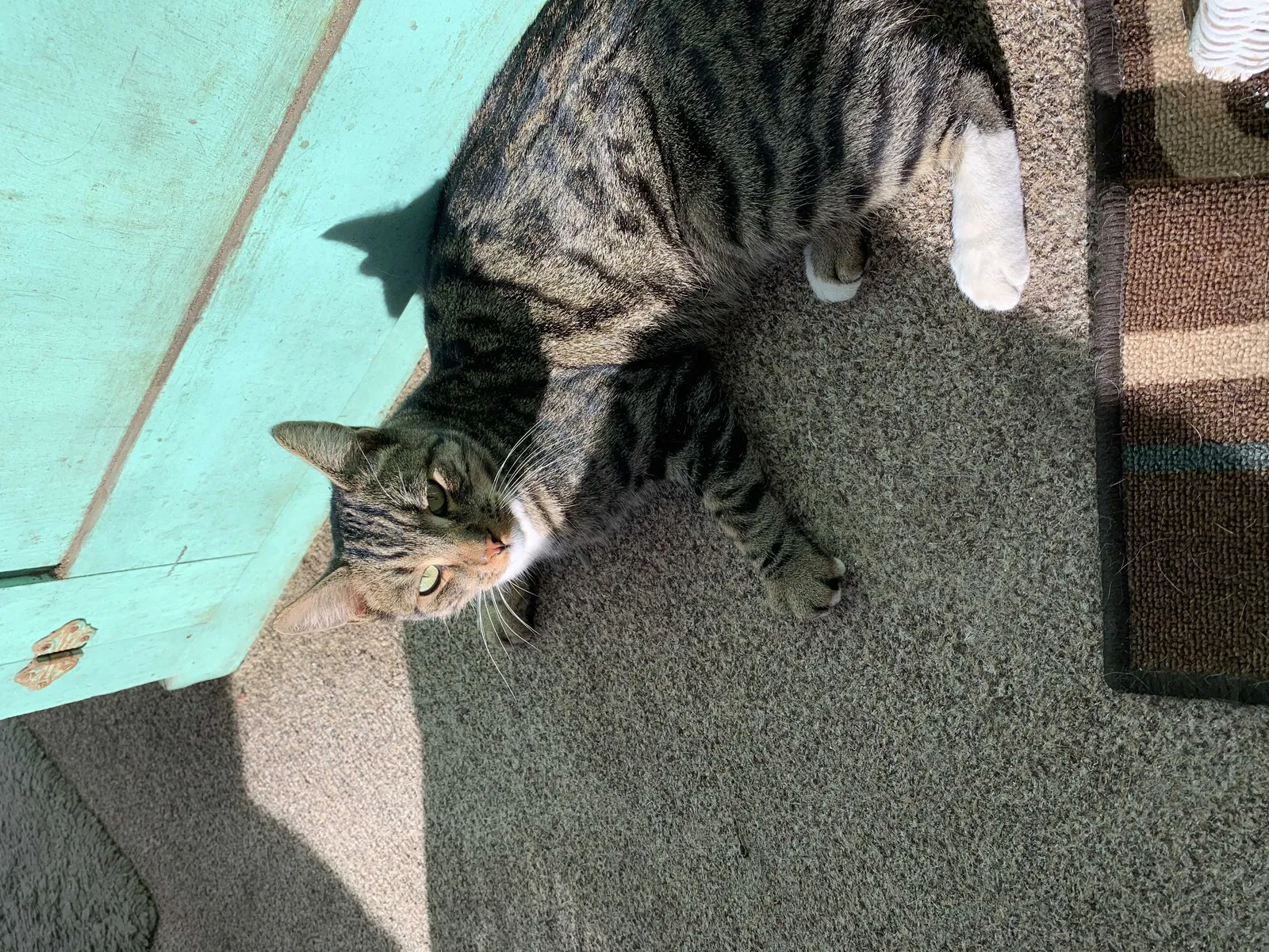Lost cat in Pittsburg, CA, 94565