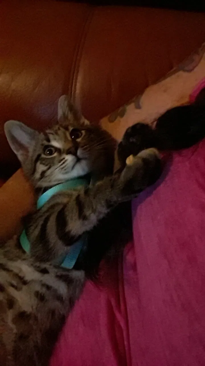 Lost cat in Concord, NC, 28027