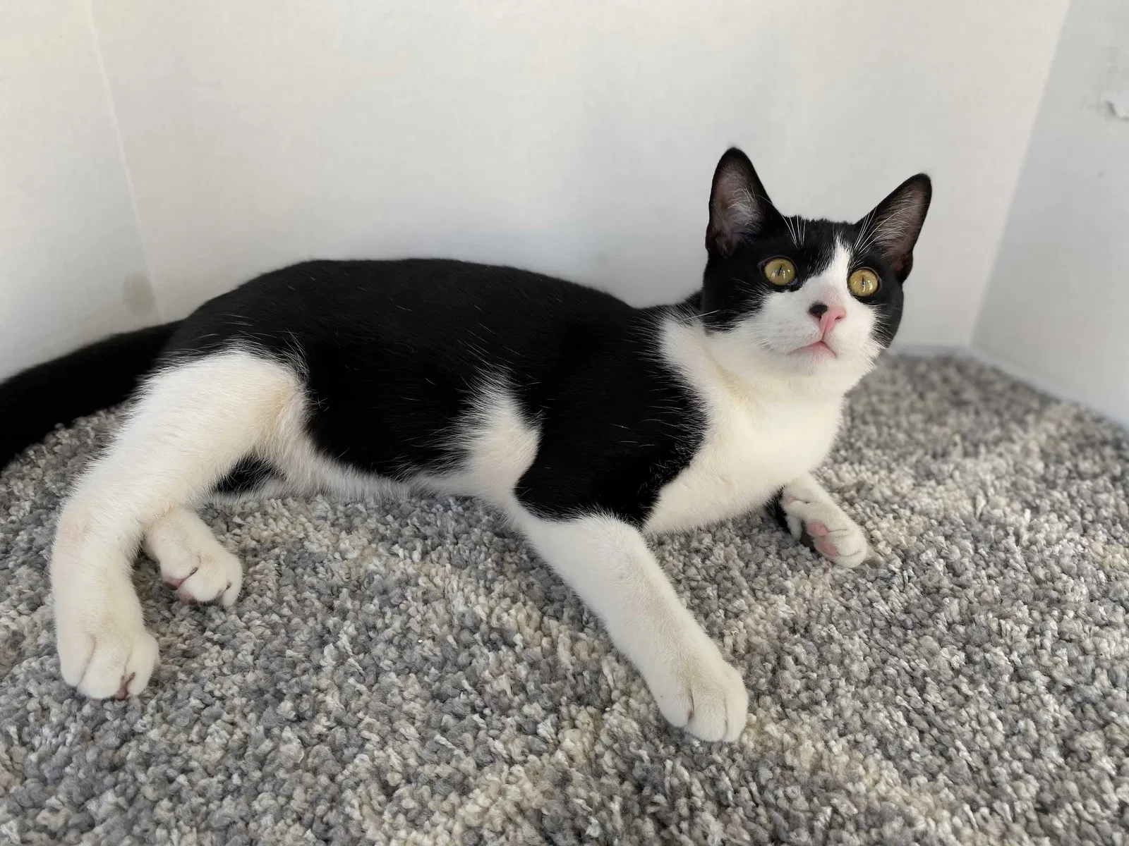 Lost cat in Jersey City, NJ, 7306