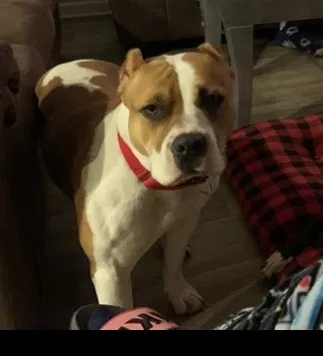 Lost dog in Summerville, SC, 29485