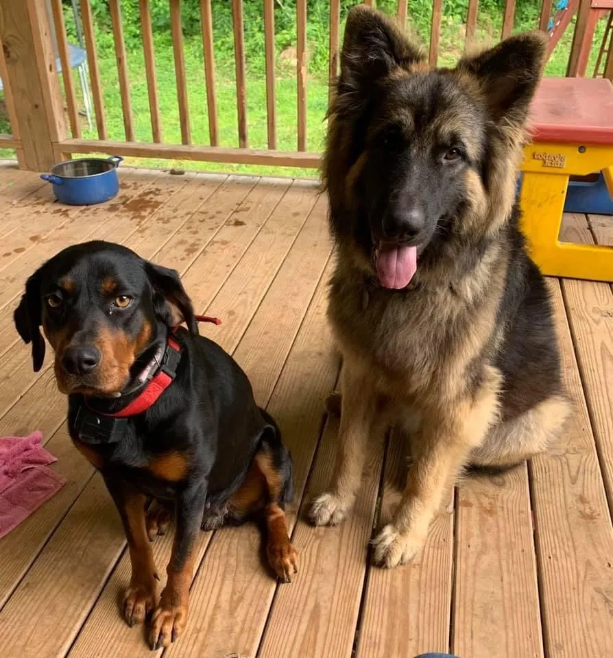 Lost dog in Mendota, VA, 24270
