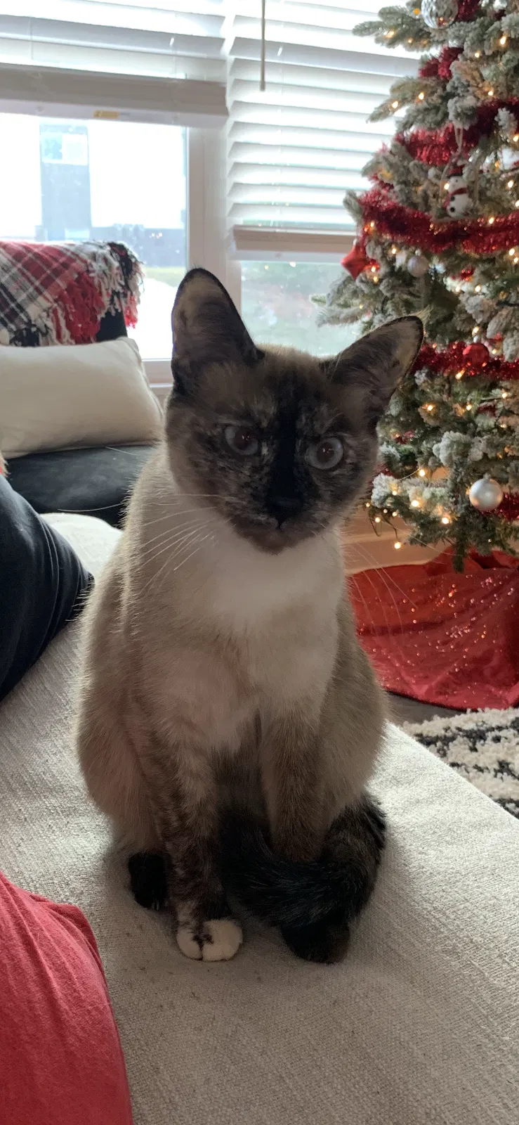 Lost cat in Brunswick, OH, 44212