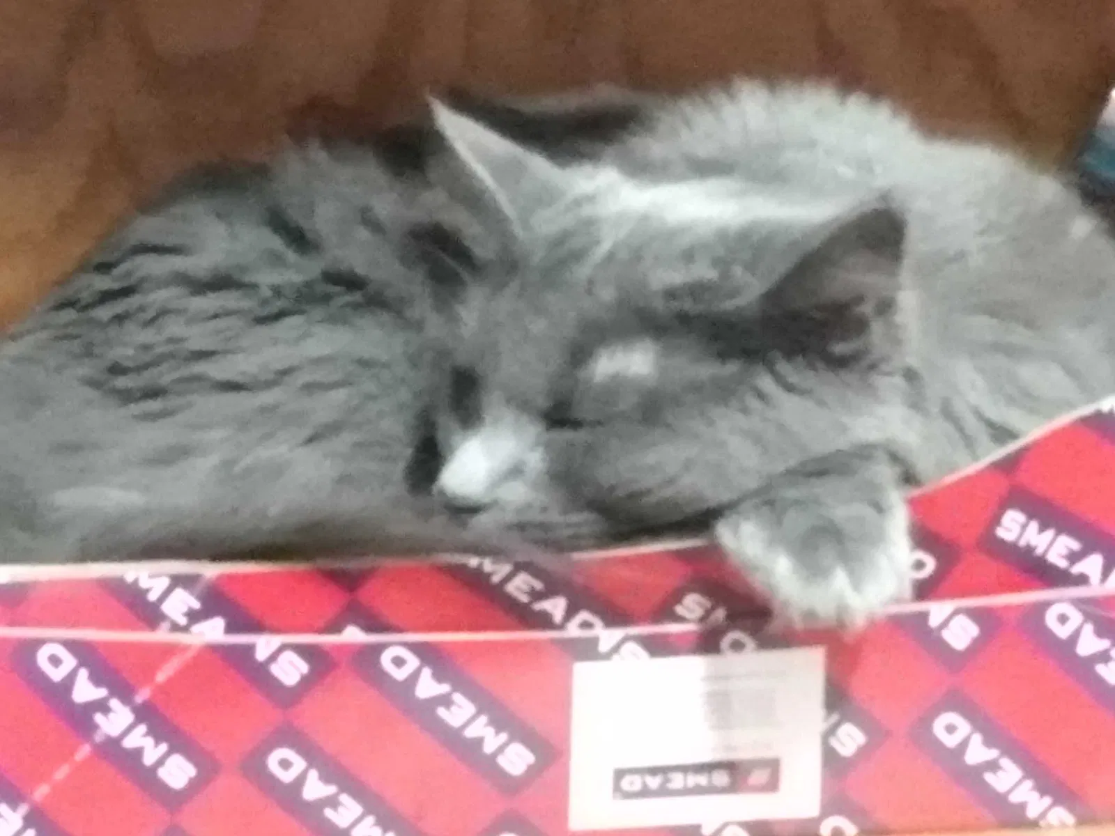 Lost cat in Prescott, WI, 54021