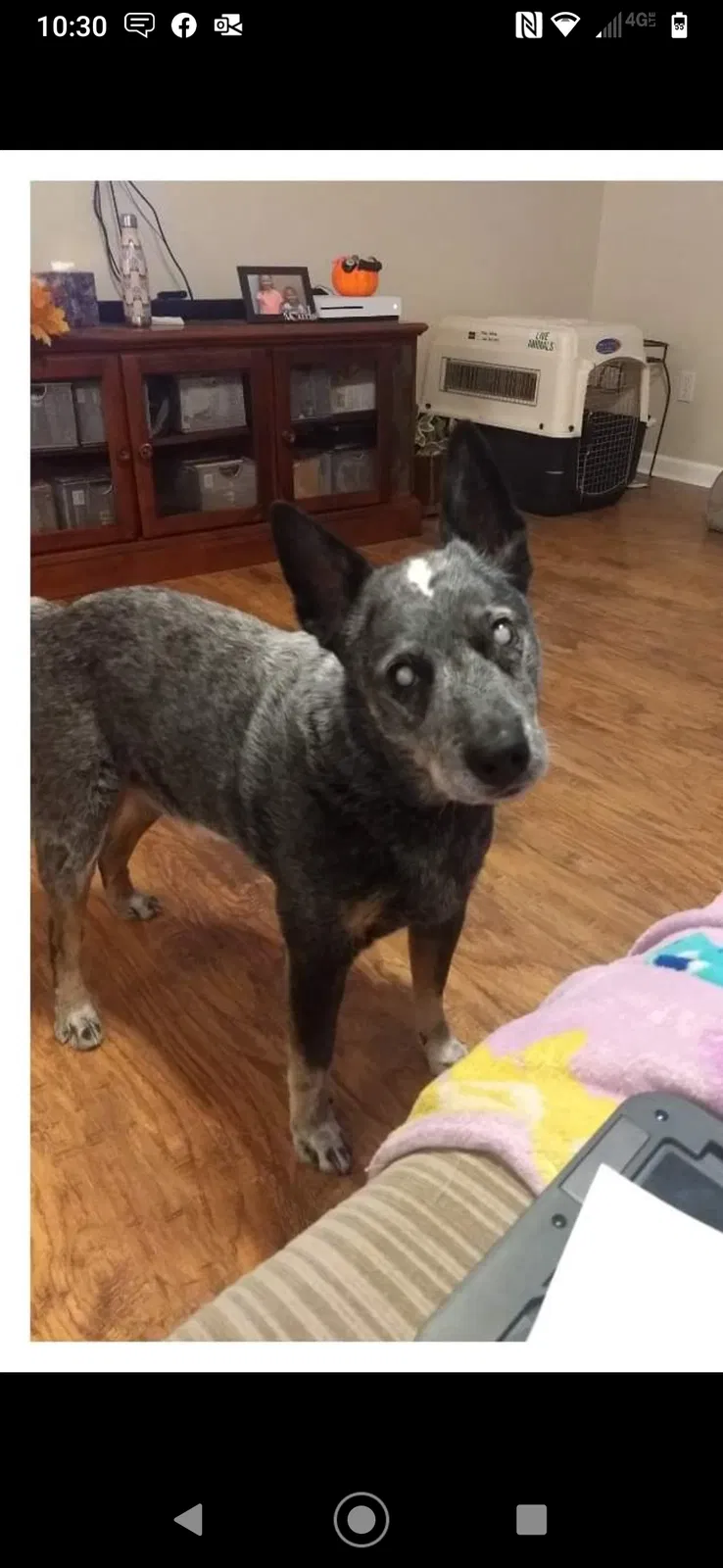 Lost dog in Calhan, CO, 80808