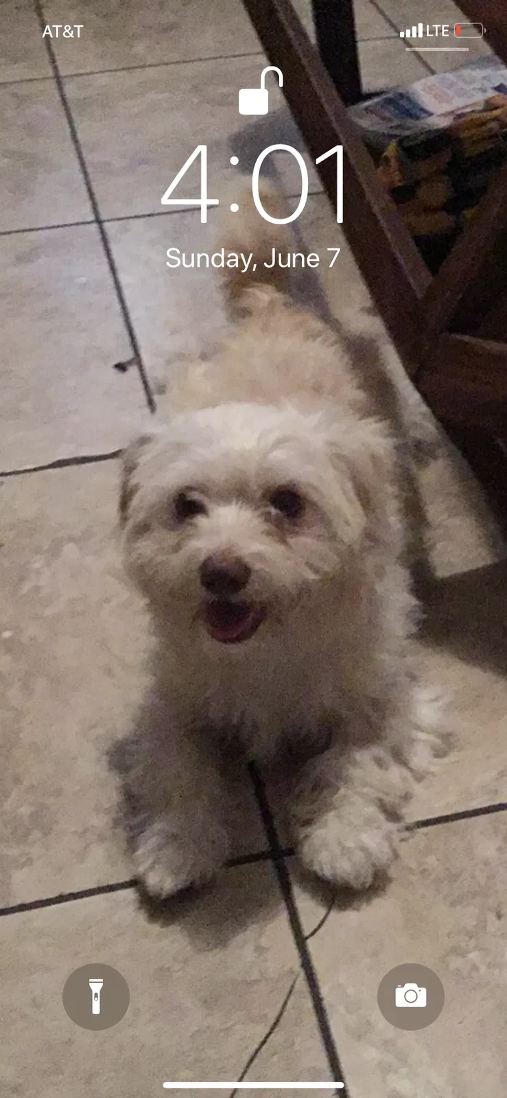 Lost dog in Mathis, TX, 78368