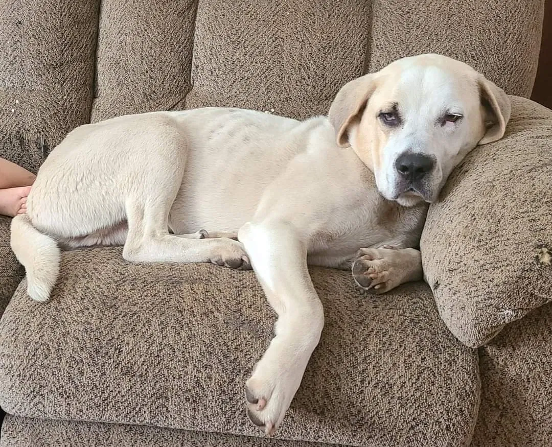 Lost dog in Gaston, SC, 29053