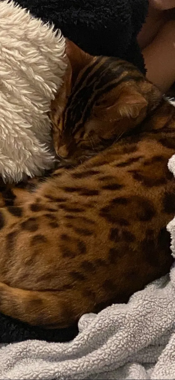 Lost cat in Snohomish, WA, 98296