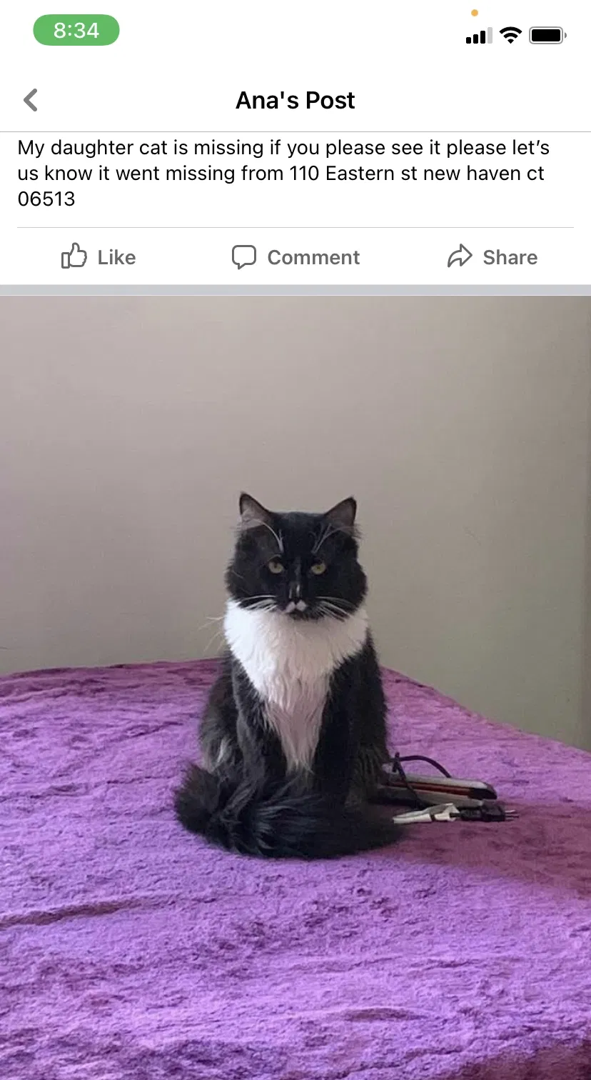 Lost cat in New Haven, CT, 6513
