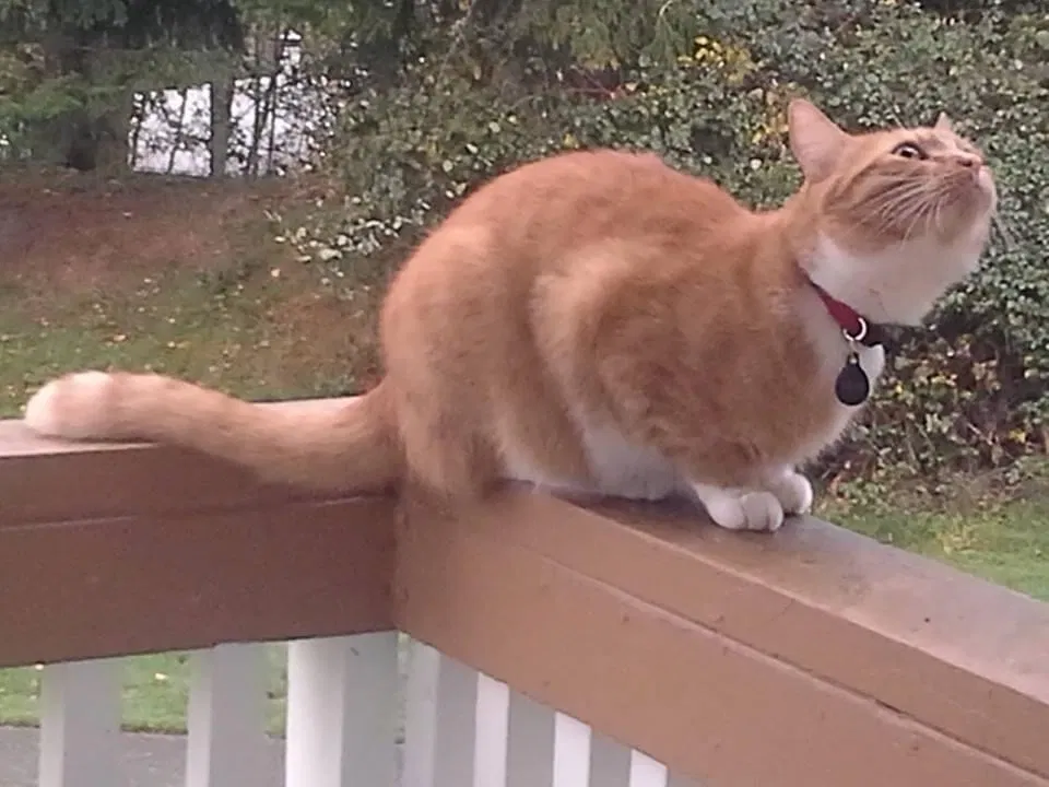 Lost cat in Lynnwood, WA, 98037