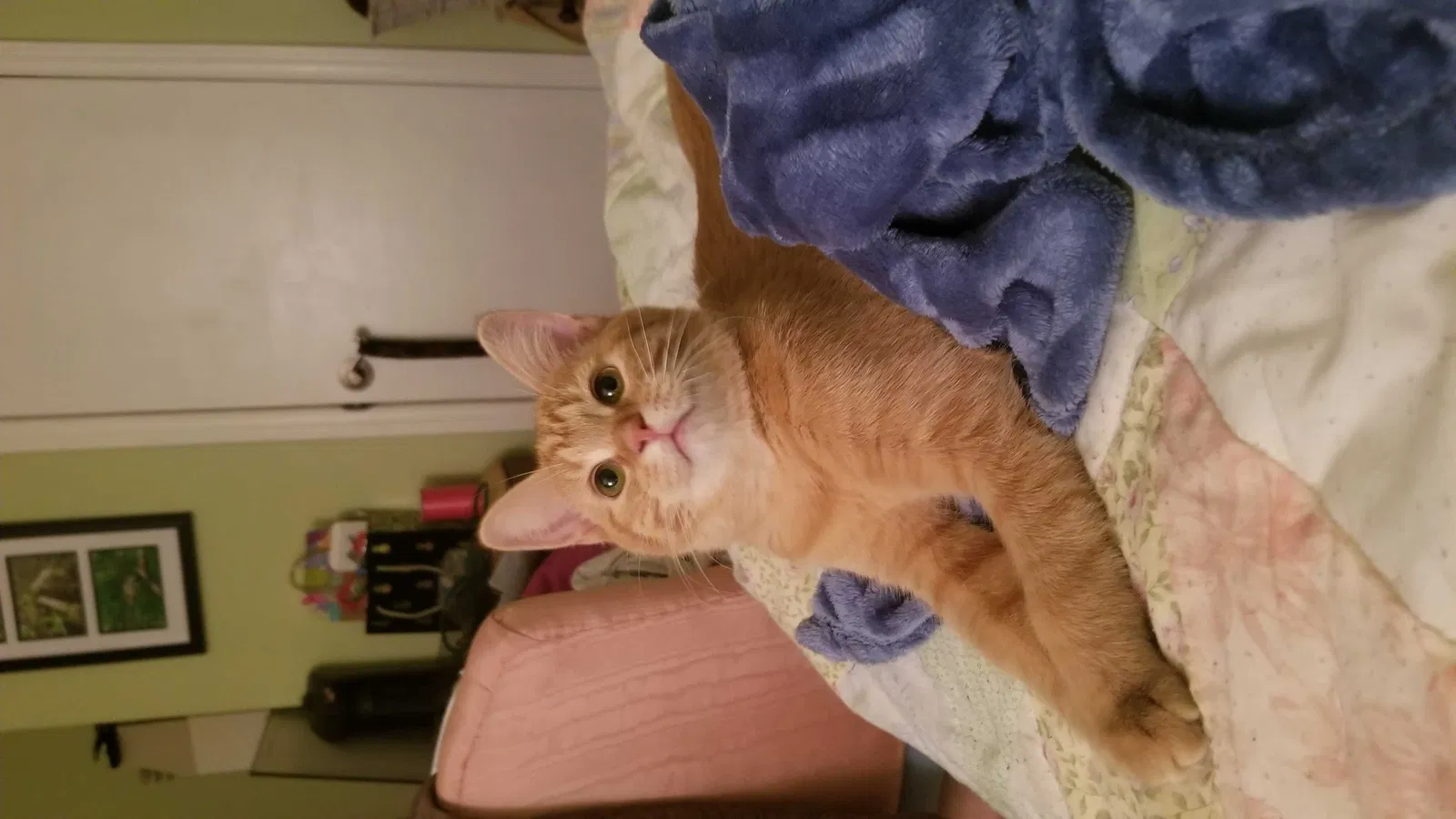 Lost cat in Hampstead, NC, 28443