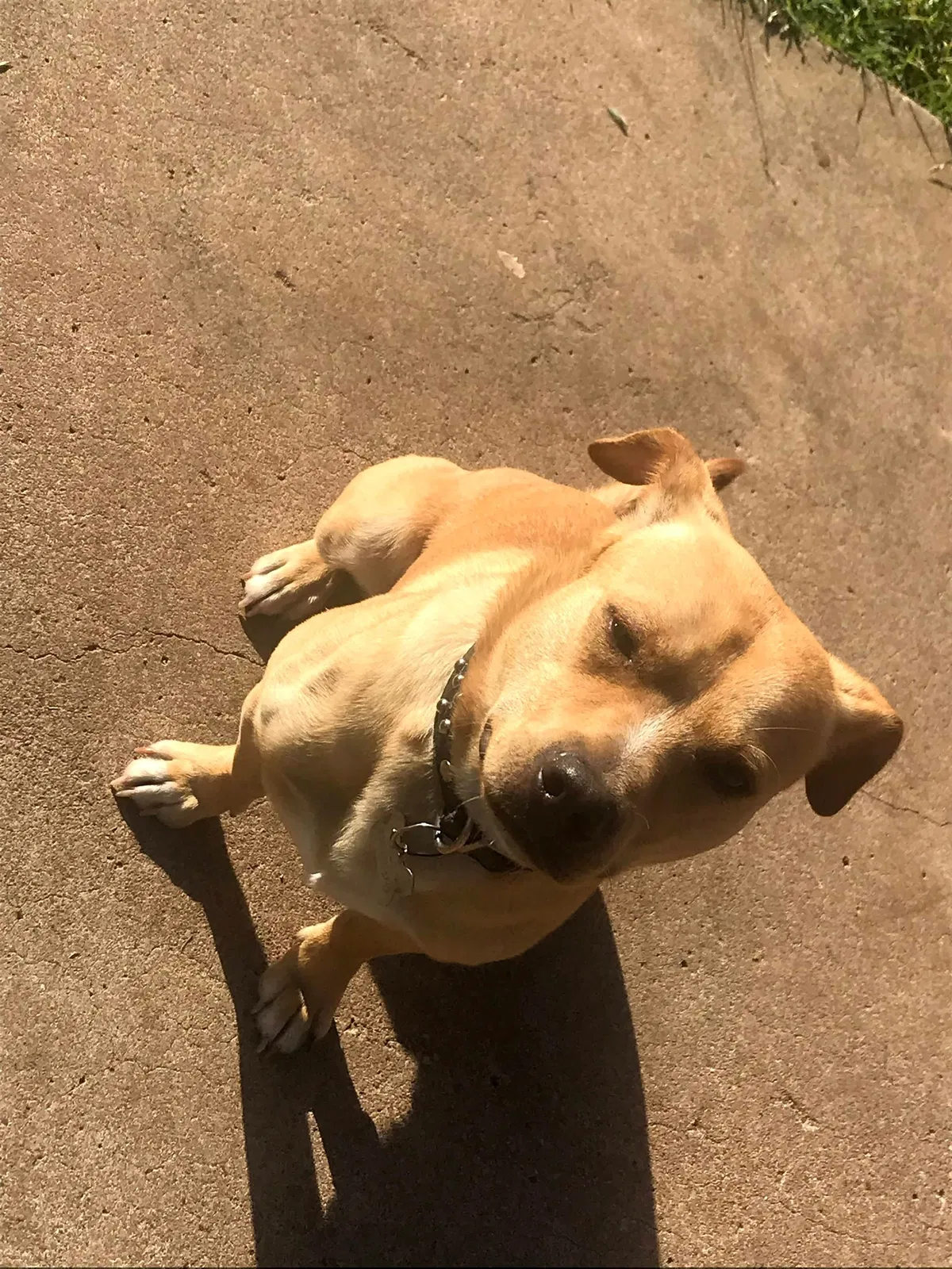 Lost dog in Lubbock, TX, 79412