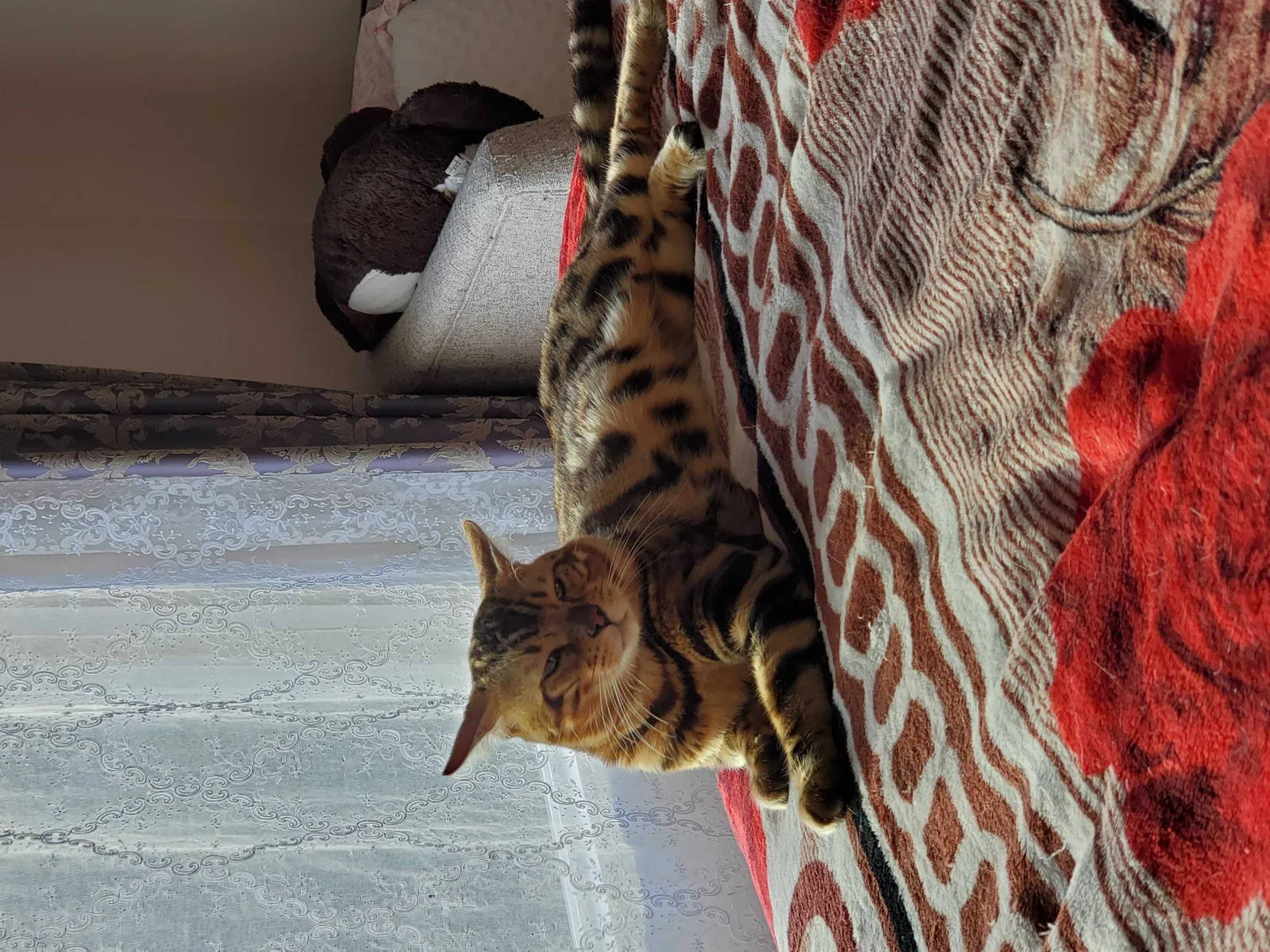 Lost cat in Redmond, WA, 98053
