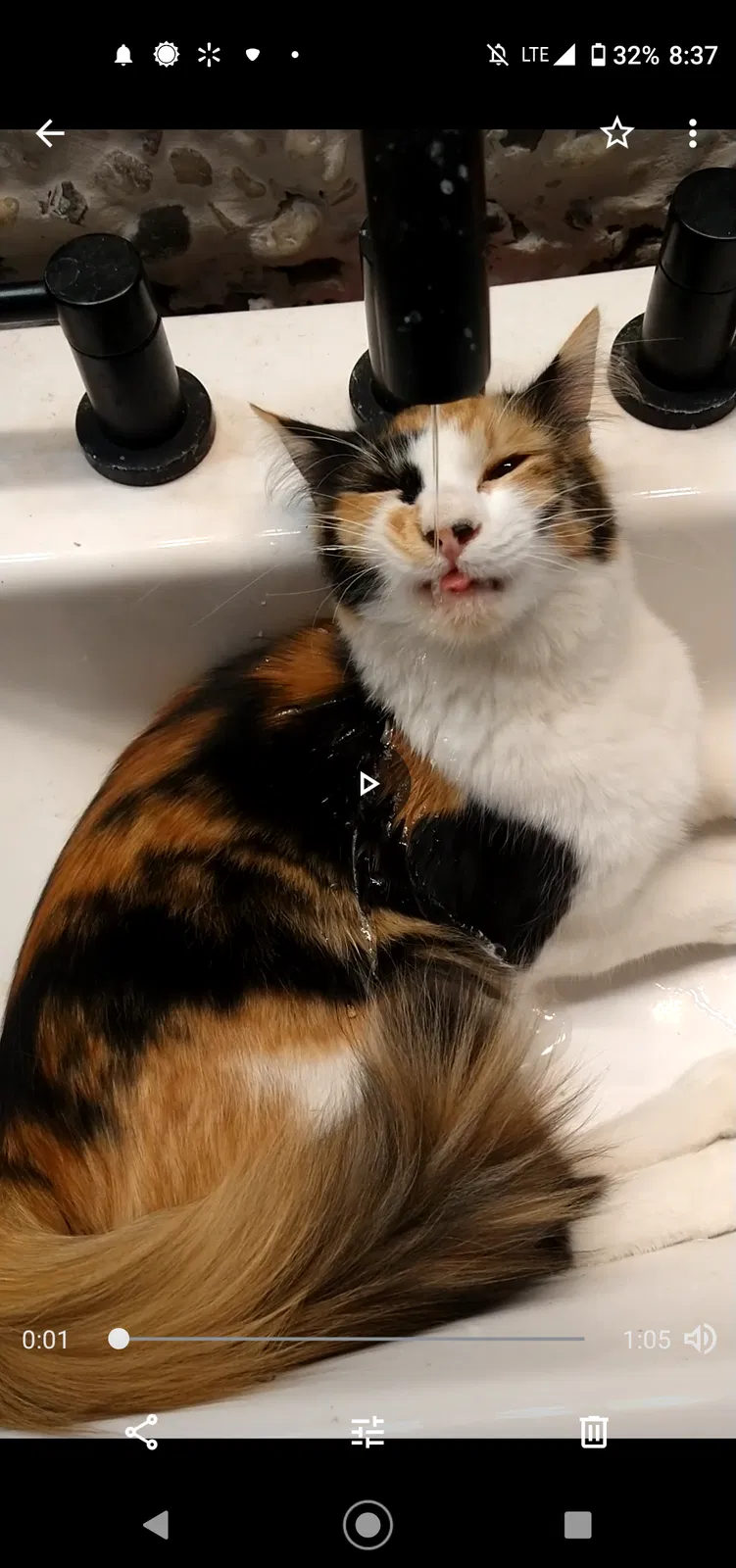 Lost cat in Tucson, AZ, 85756