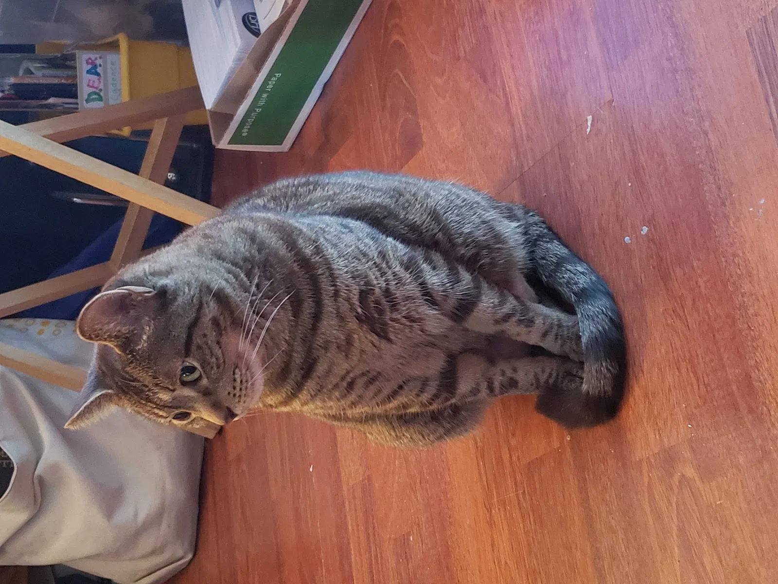Lost cat in Tucson, AZ, 85745