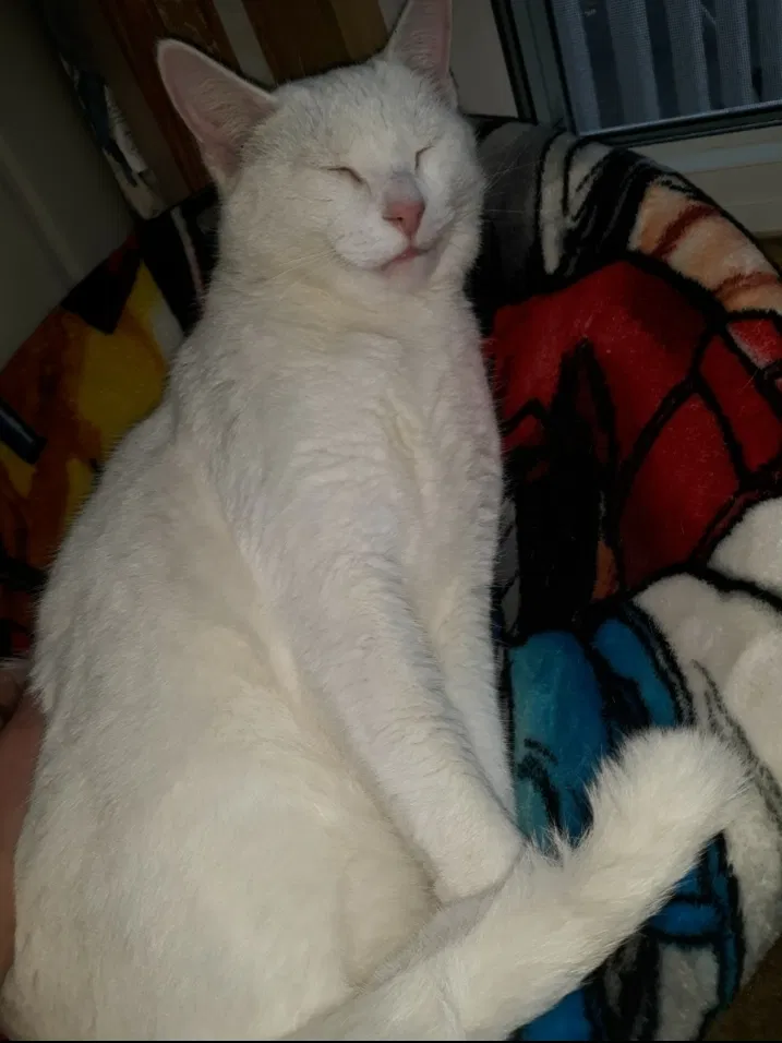 Lost cat in Shelbyville, MI, 49344