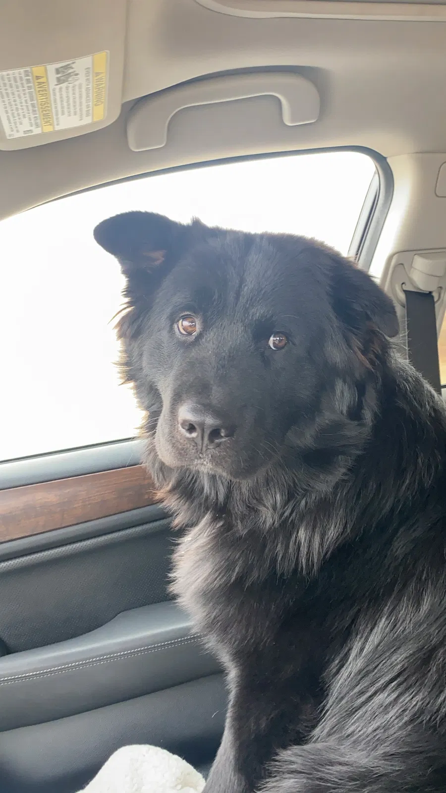 Lost dog in Grand Rapids, MI, 49504