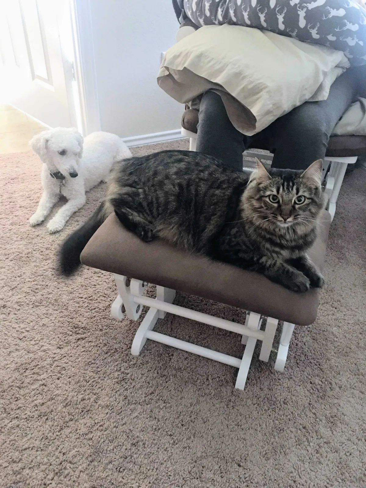 Lost cat in Lorena, TX, 76655