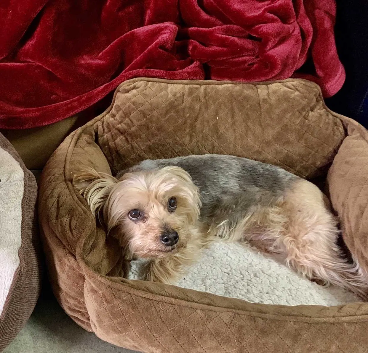 Lost dog in Corona, CA, 92880