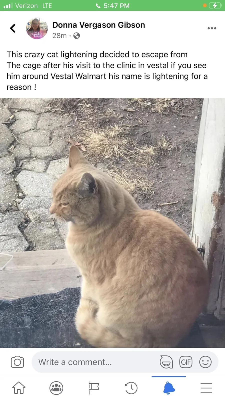 Lost cat in Smithboro, NY, 13840