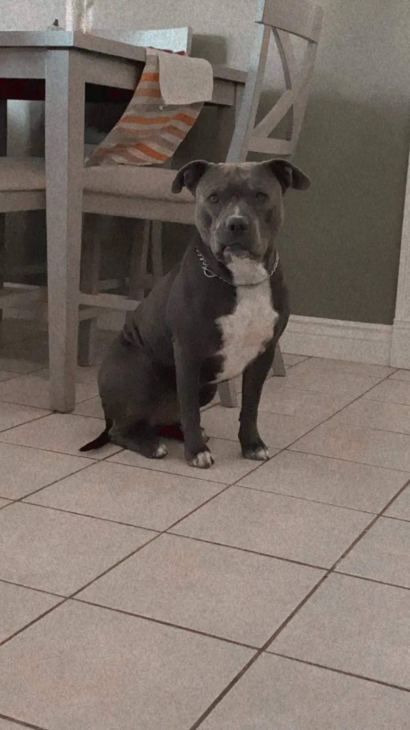 Lost dog in Clovis, CA, 93612