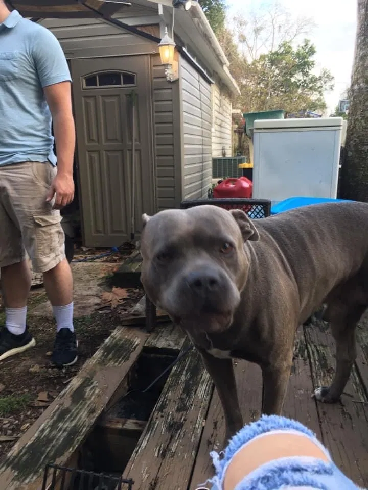 Lost dog in Eustis, FL, 32726