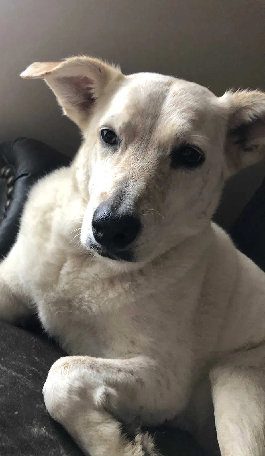 Lost dog in Lafayette, LA, 70507