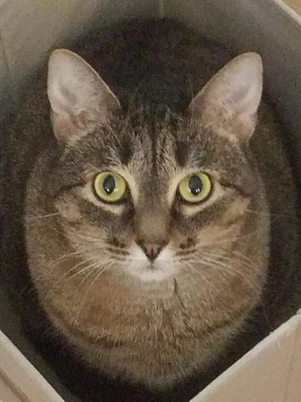 Lost cat in Fairfield, CT, 6825