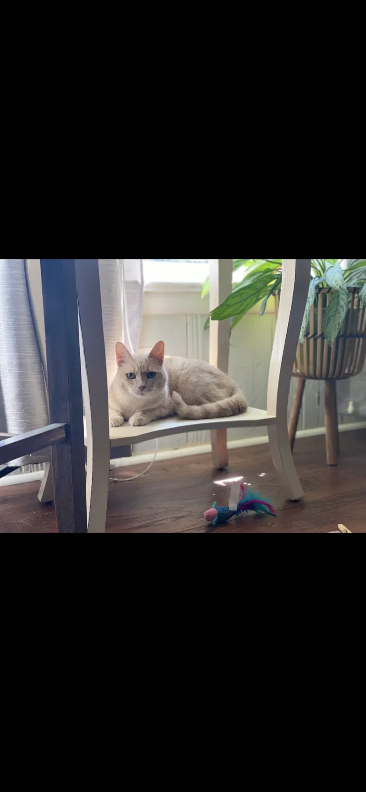 Lost cat in Fort Worth, TX, 76112