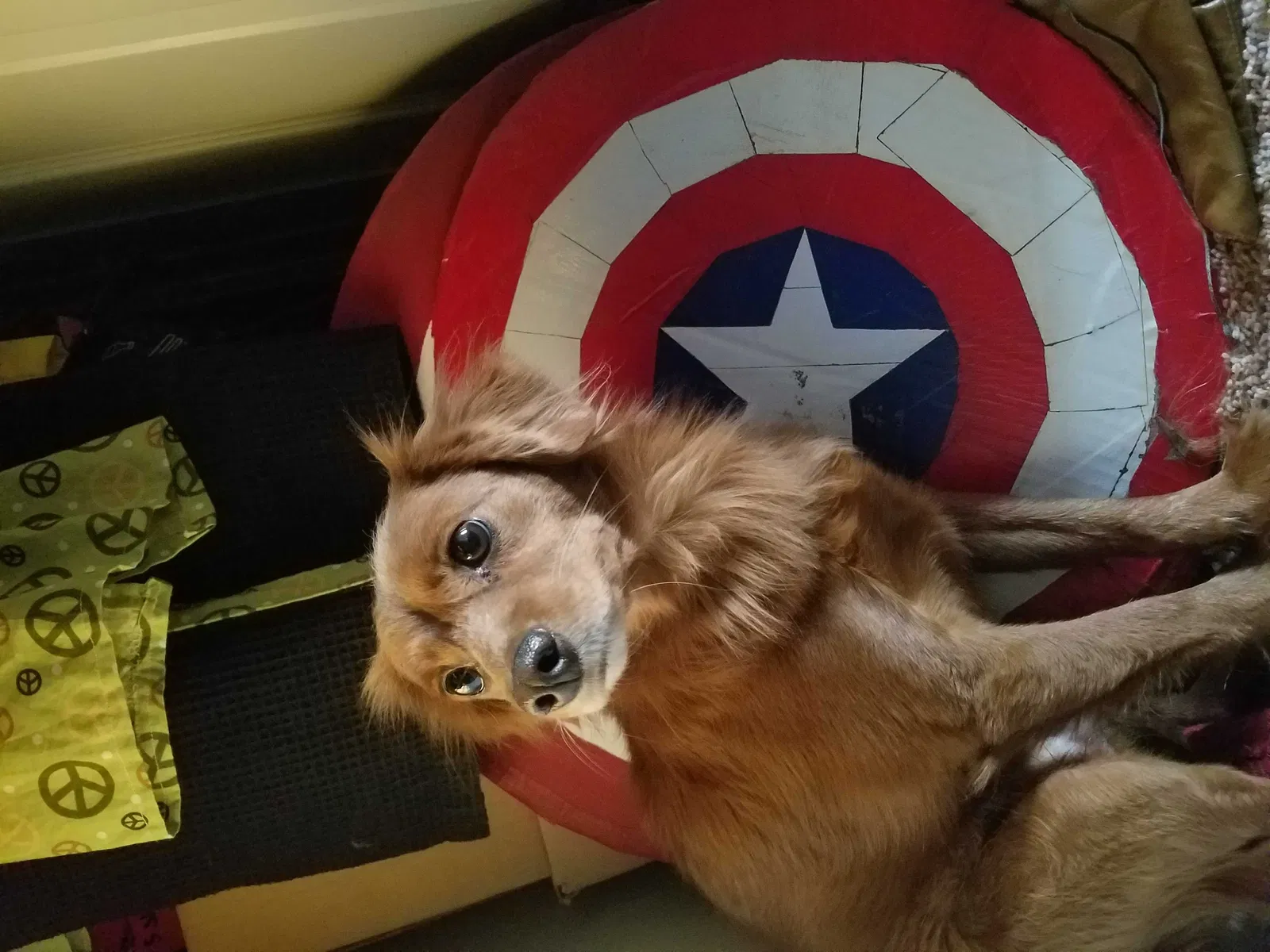 Lost dog in Sandy, UT, 84092
