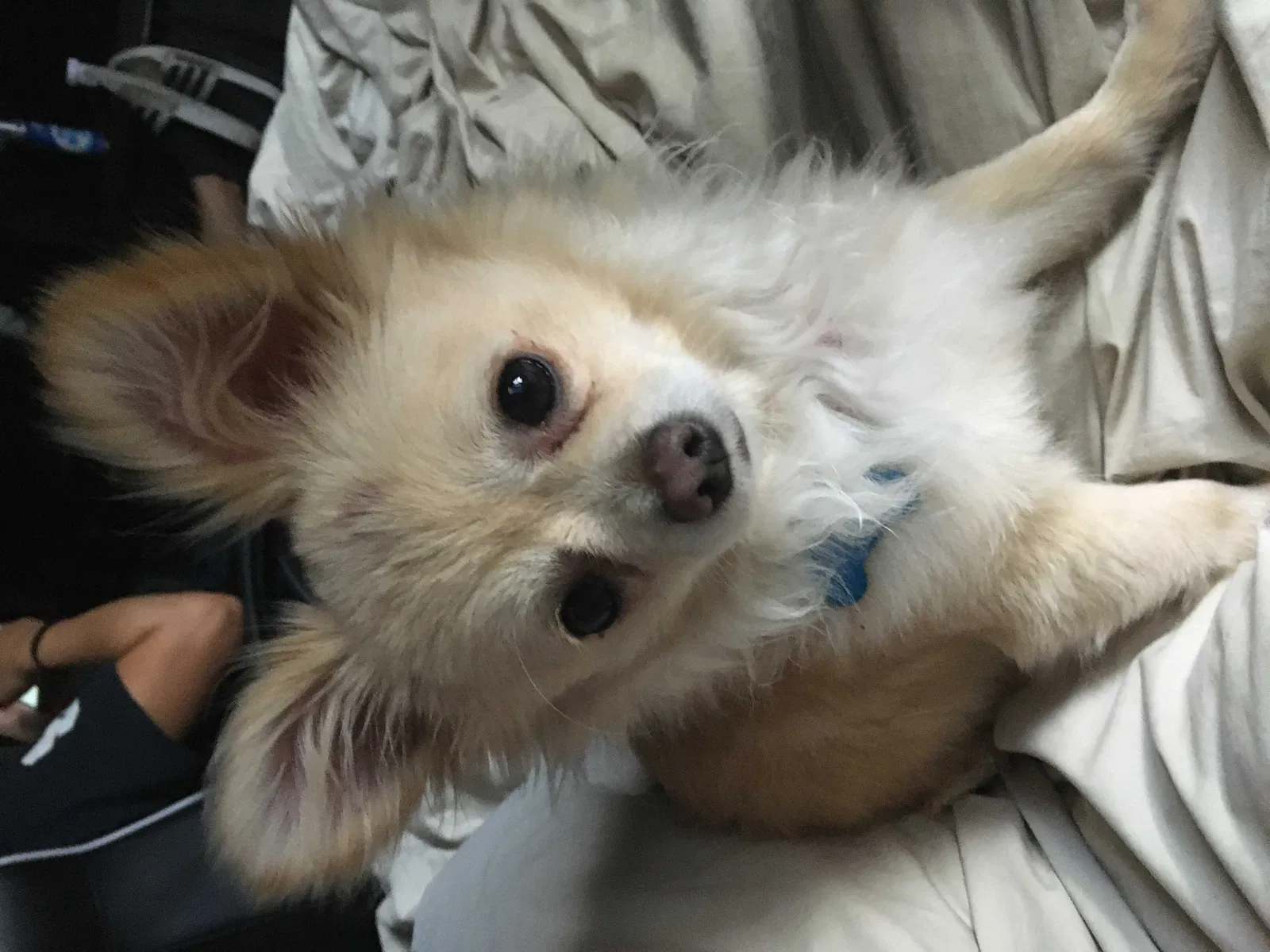 Lost dog in Bakersfield, CA, 93313