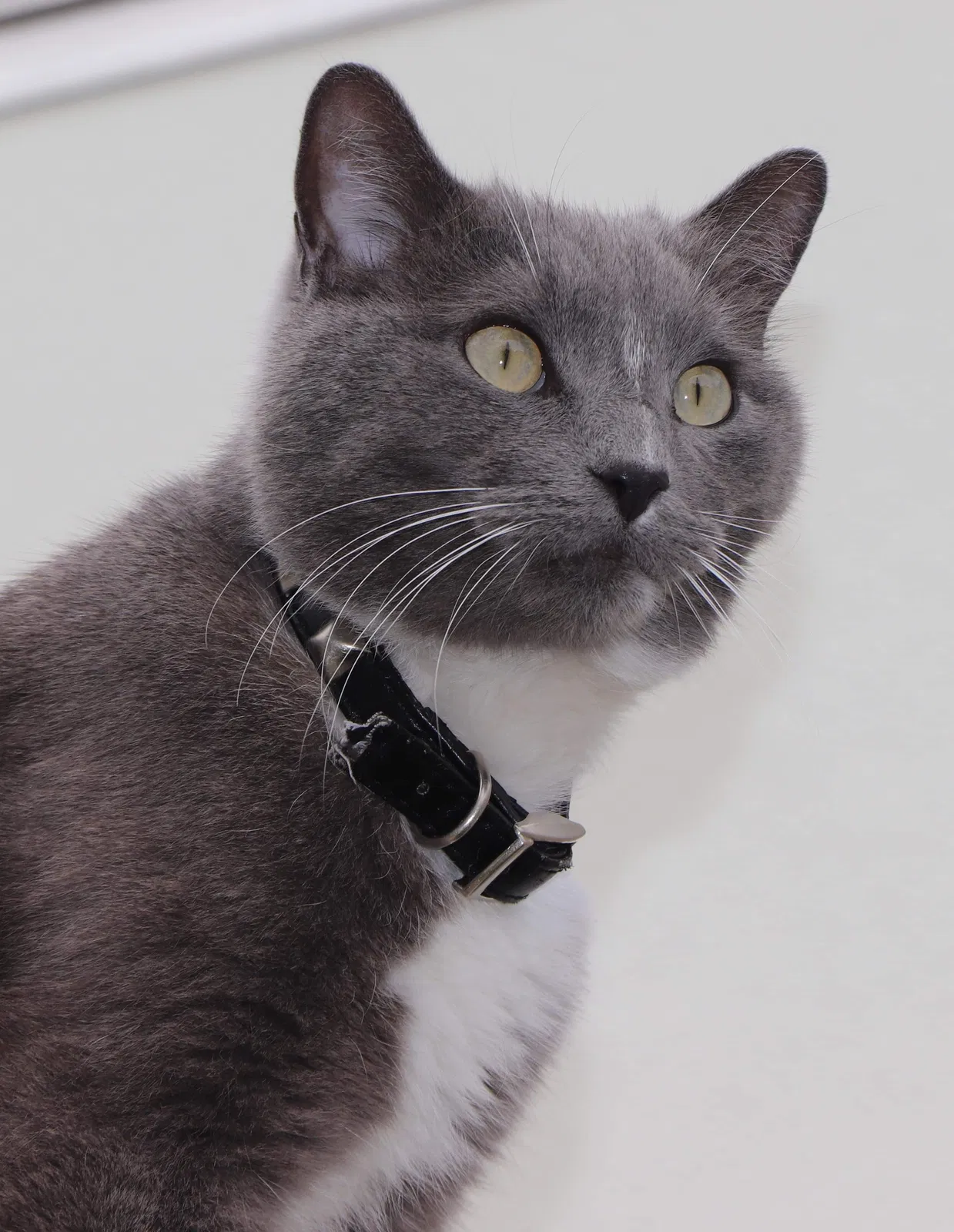 Lost cat in Denver, CO, 80233