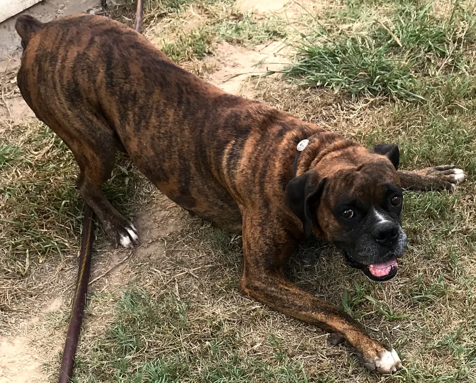 Lost dog in Katy, TX, 77449
