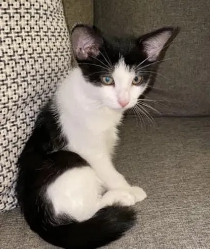 Lost cat in Rensselaer, NY, 12144