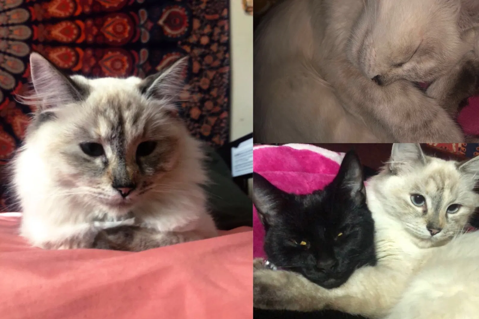Lost cat in Redwood City, CA, 94061