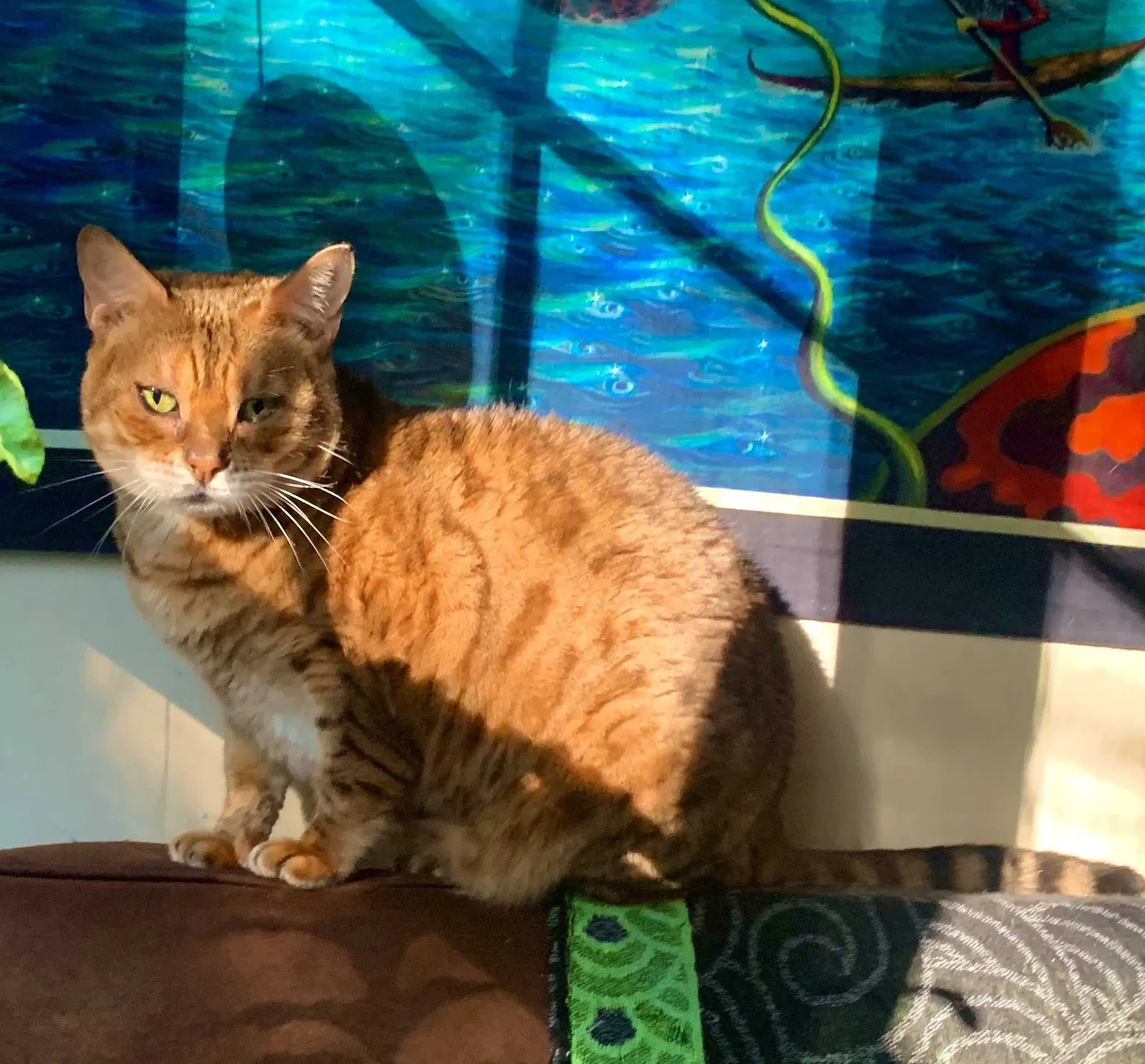 Lost cat in Asheville, NC, 28801