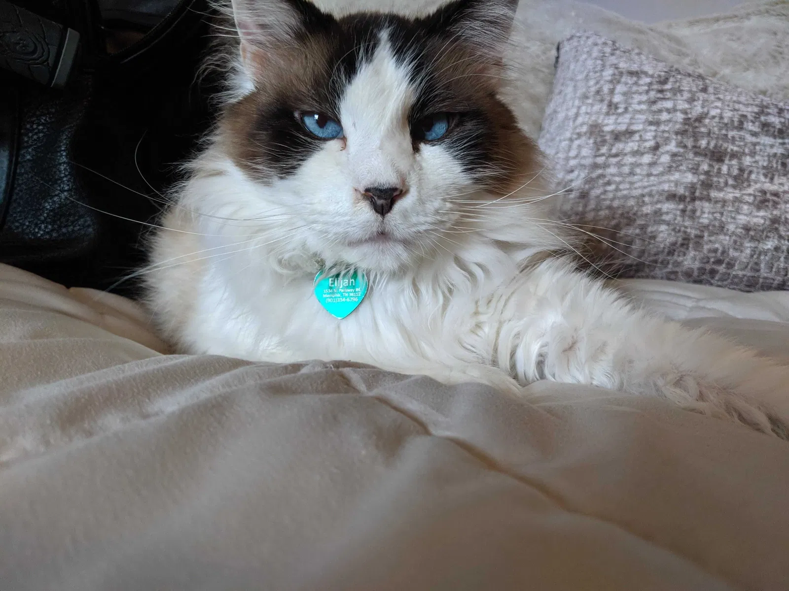 Lost cat in Memphis, TN, 38111