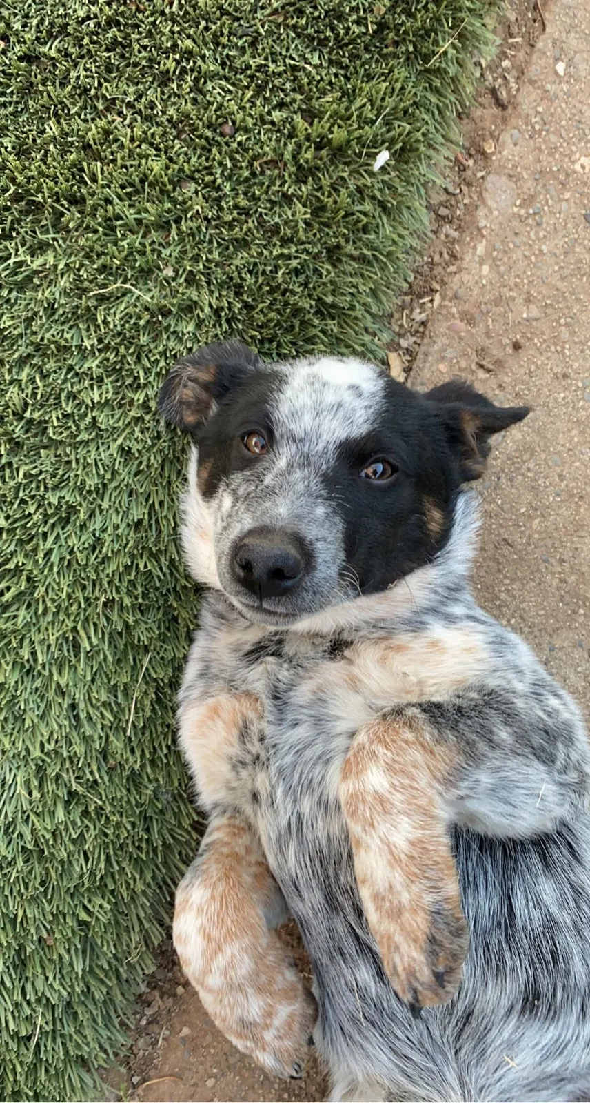 Lost dog in Redding, CA, 96002