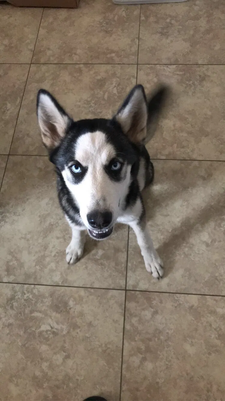 Lost dog in Phoenix, AZ, 85051