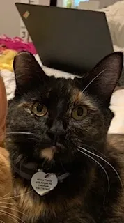 Lost cat in Livermore, CA, 94551