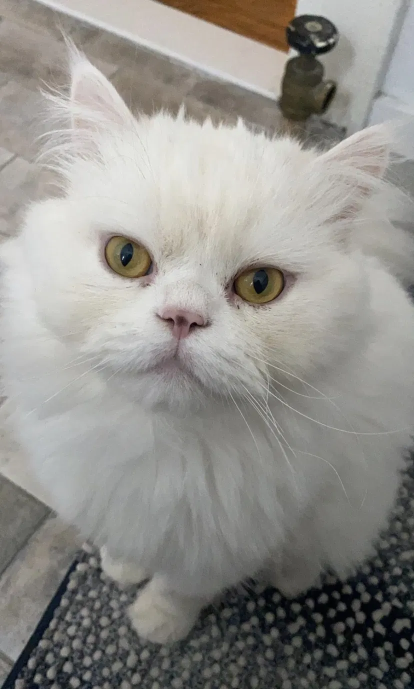 Lost cat in North Arlington, NJ, 7031