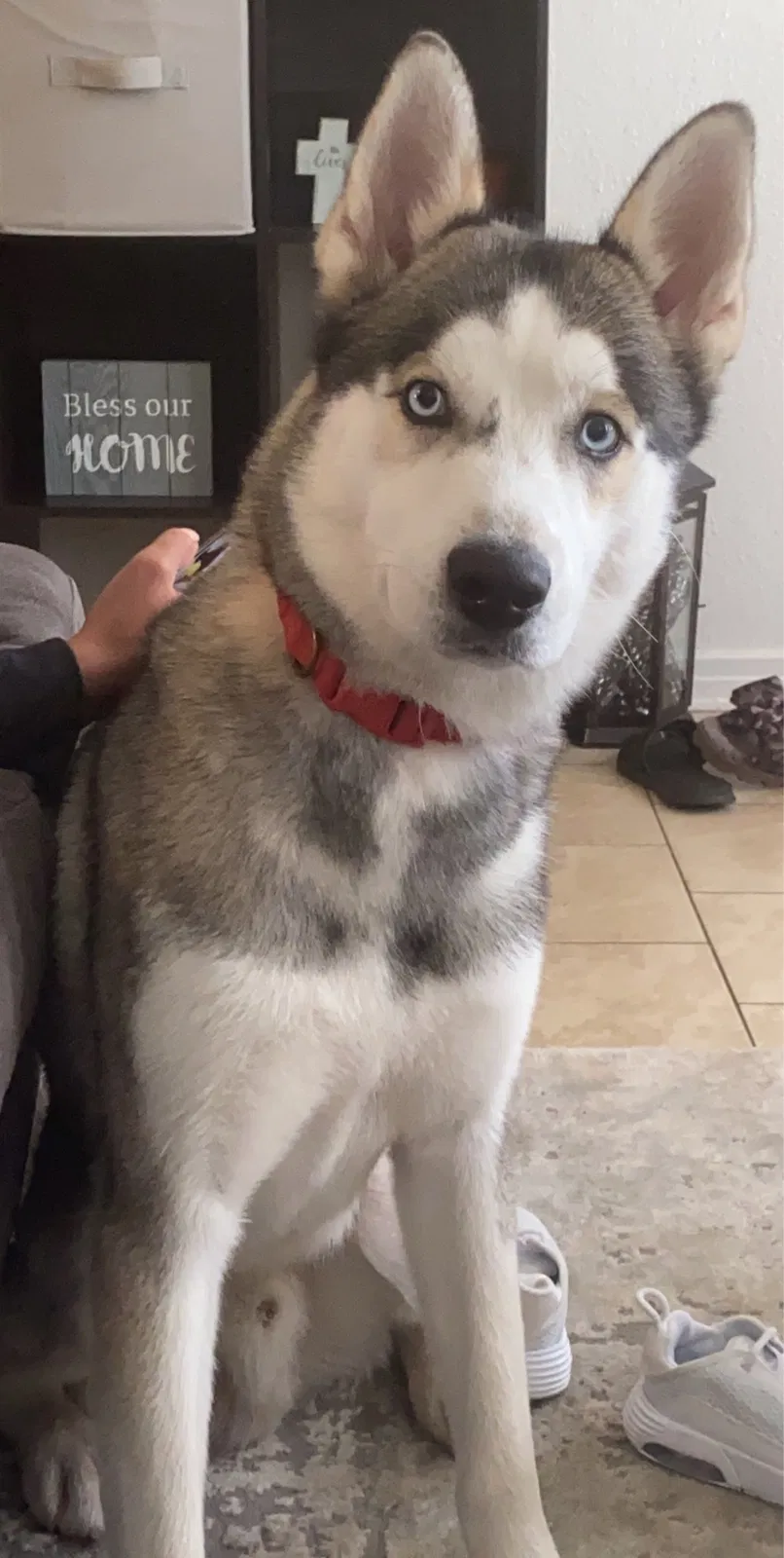 Lost dog in Odessa, TX, 79762