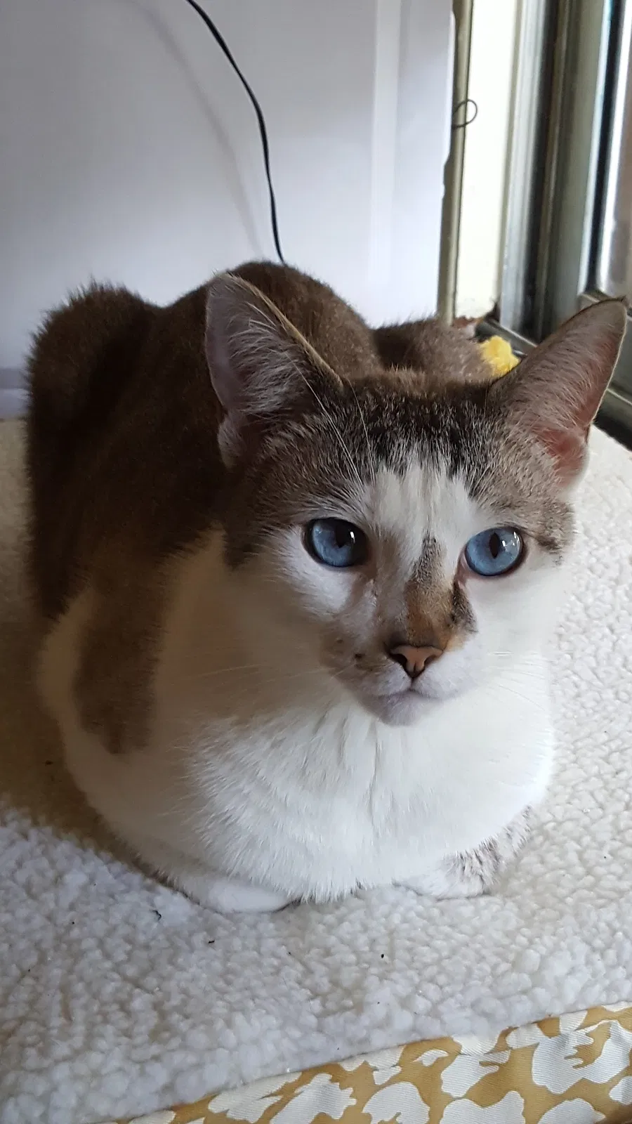 Lost cat in Lady Lake, FL, 32159