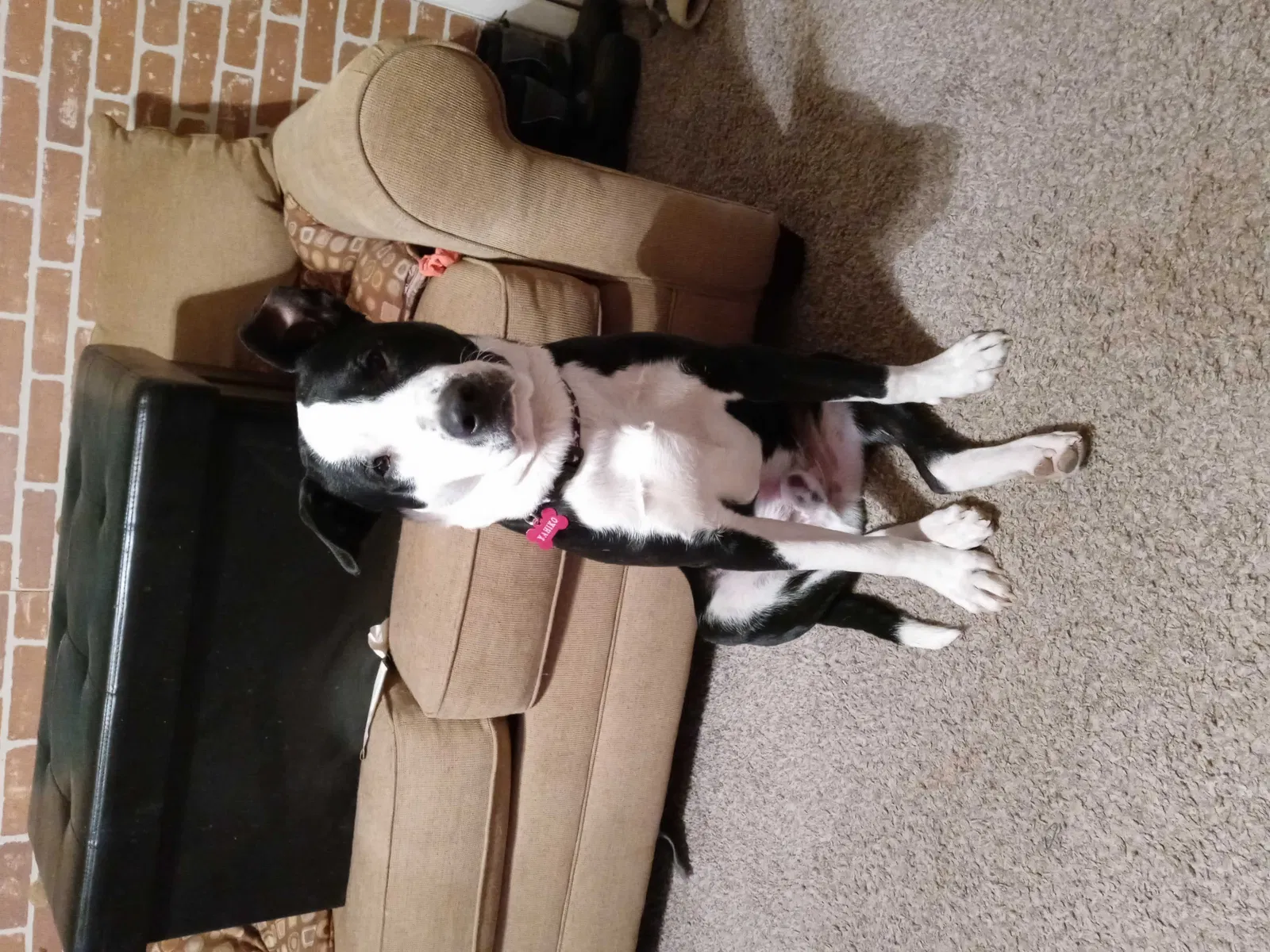 Lost dog in Lubbock, TX, 79404