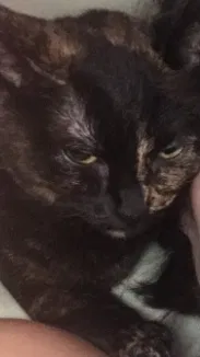 Lost cat in Tucson, AZ, 85705