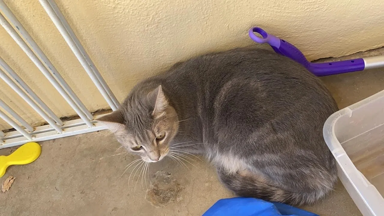 Lost cat in Fort Sill, OK, 73503